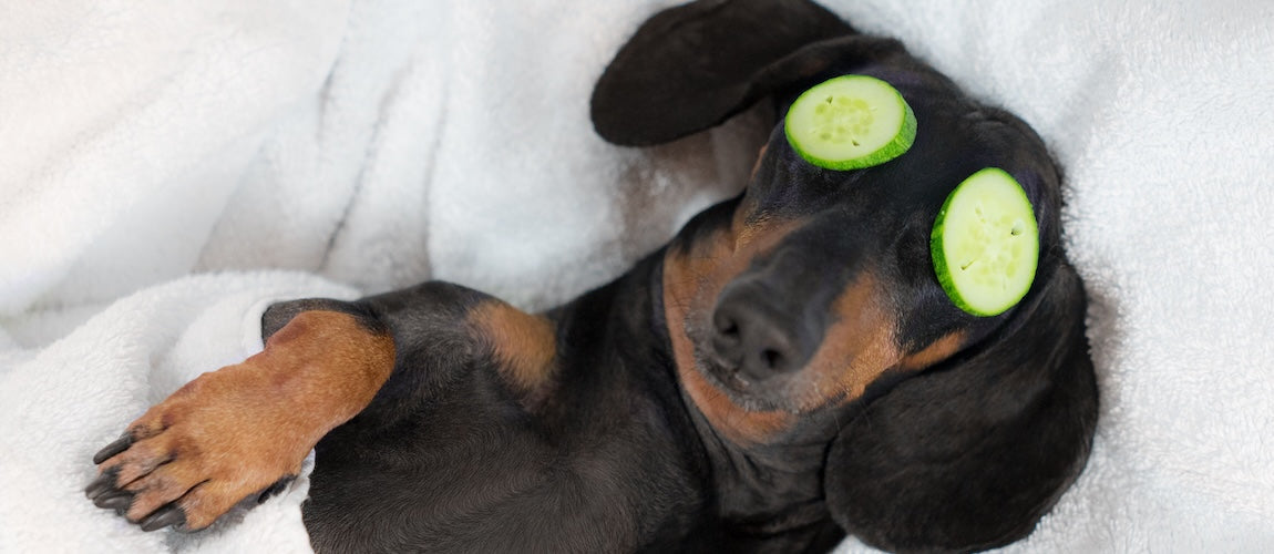 How to Make Baths Relaxing for Anxious Dogs