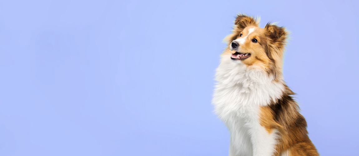October is National Pet Wellness Month