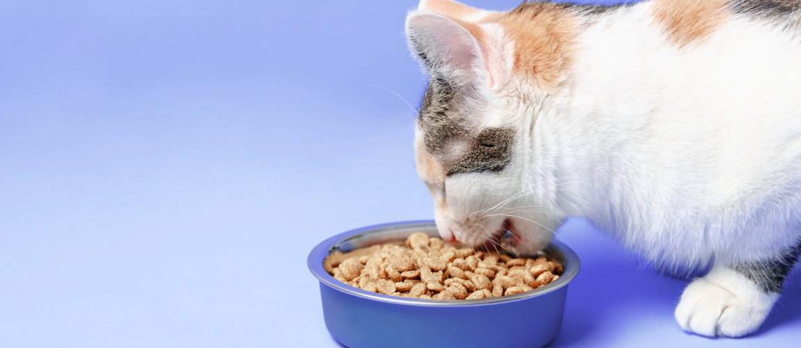 Cat Weight Management Myths