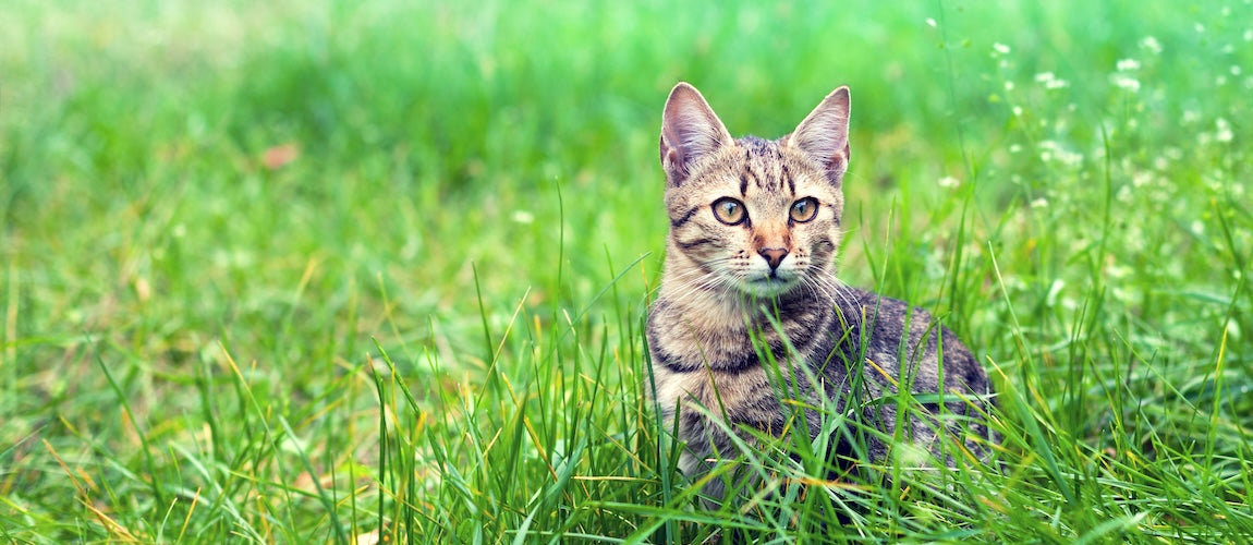Why Your Pet Needs a Silver Supplement