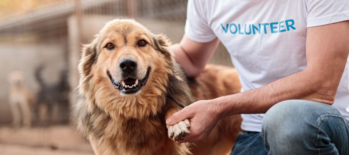 Making A Commitment to the Pet Community