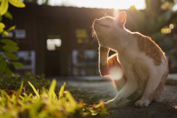 5 Steps to Manage Seasonal Allergies in Pets