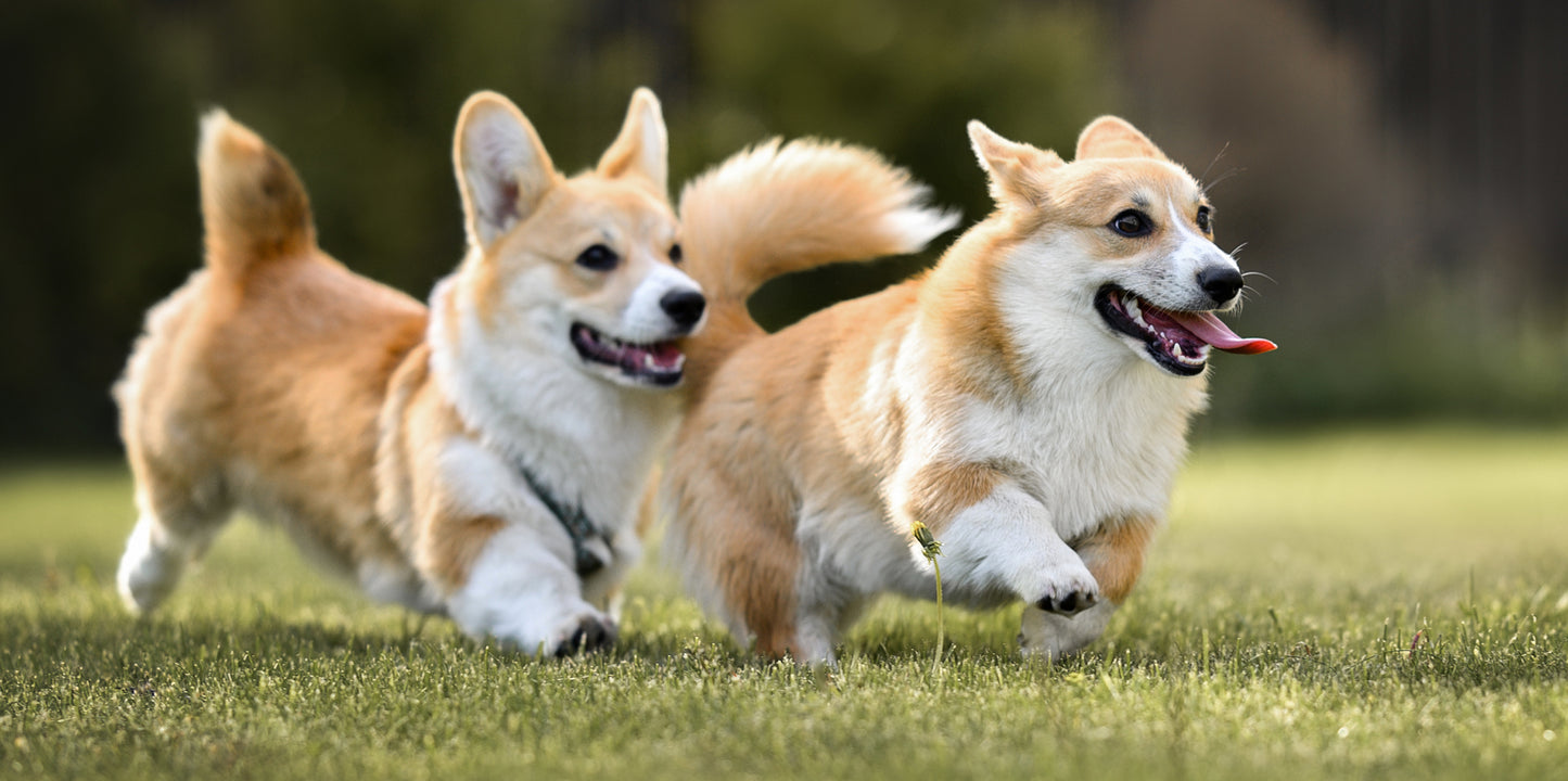 PicoPets
