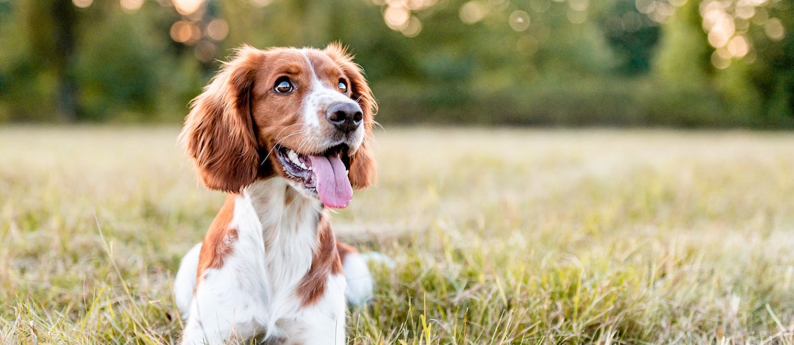 6 Pet Mistakes You're Probably Making