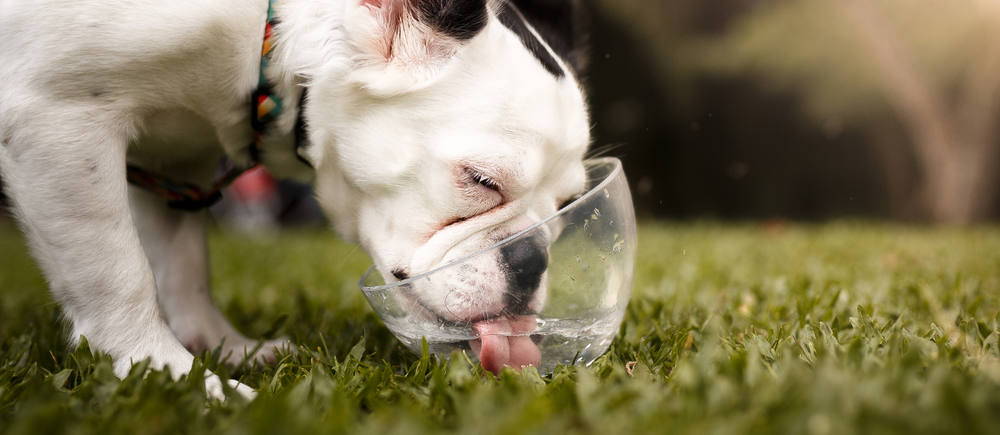 best electrolytes for dogs