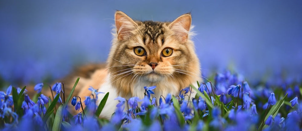 Dehydration Signs in Cats