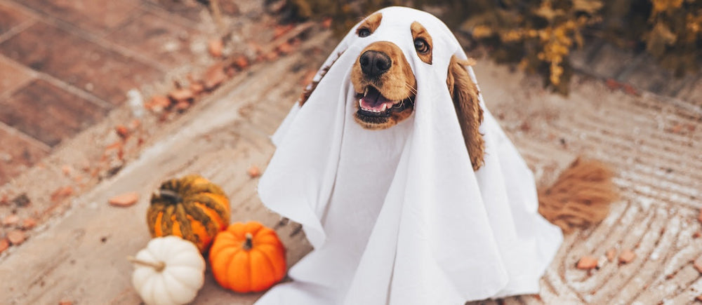 Halloween Tips for Pets