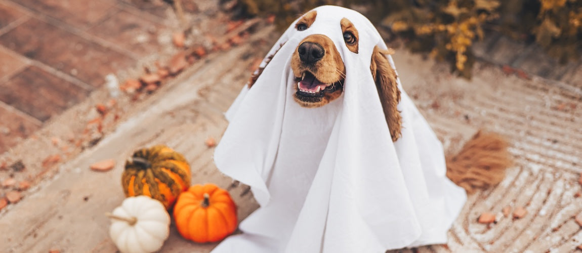 Halloween Tips for Pets