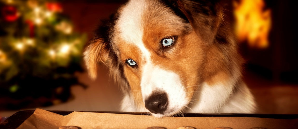 Healthy Holiday Recipes for Dogs