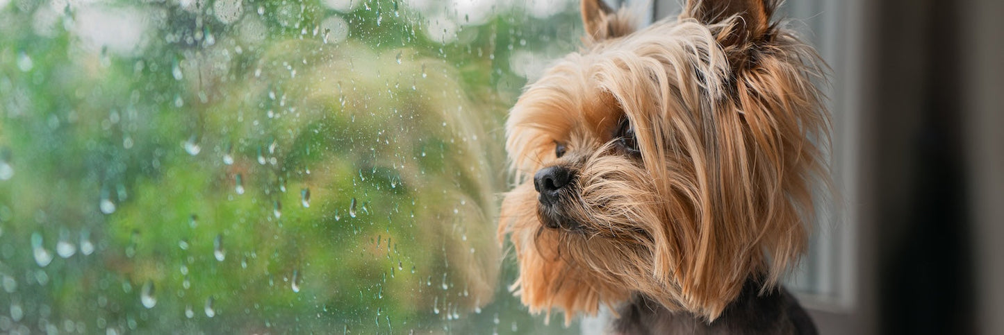 Pet Supplements for Stress