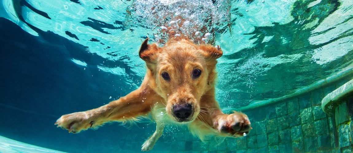 How Heat Impacts Your Pet’s Hydration and Recovery