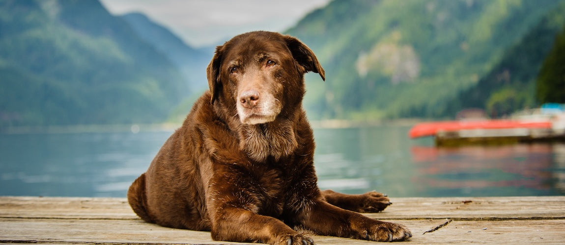 How to Give My Senior Pet More Energy