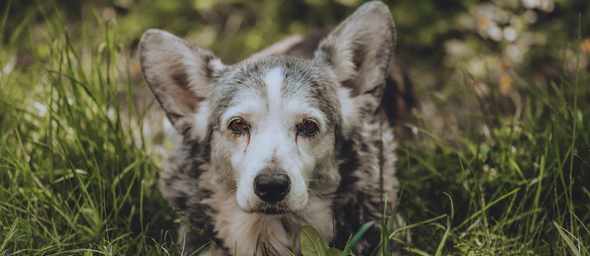 How to Help Your Pet Live Longer