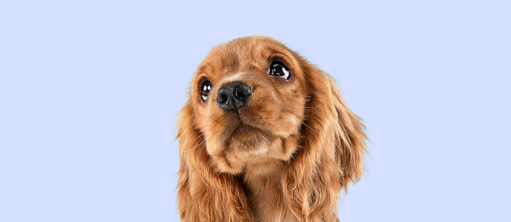 How to Help Your Pet's Gut Health Naturally