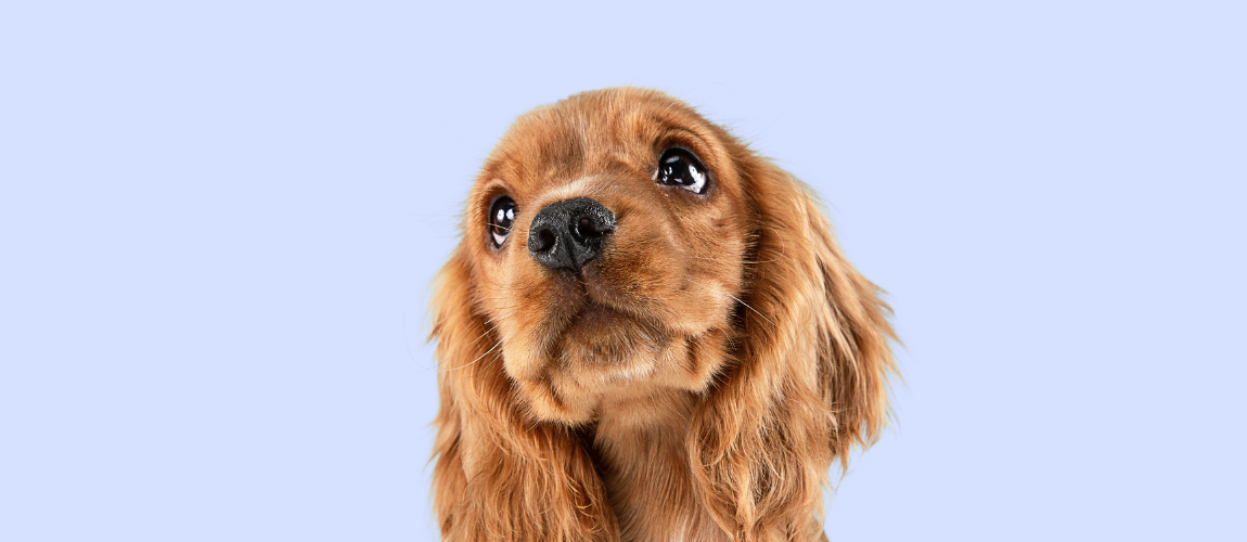 How to Help Your Pet's Gut Health Naturally