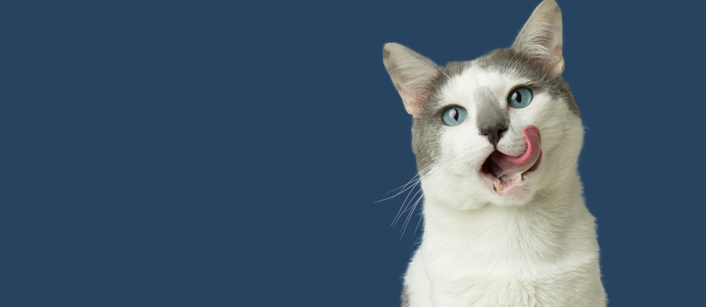 How to Help Your Pet's Immune System Naturally