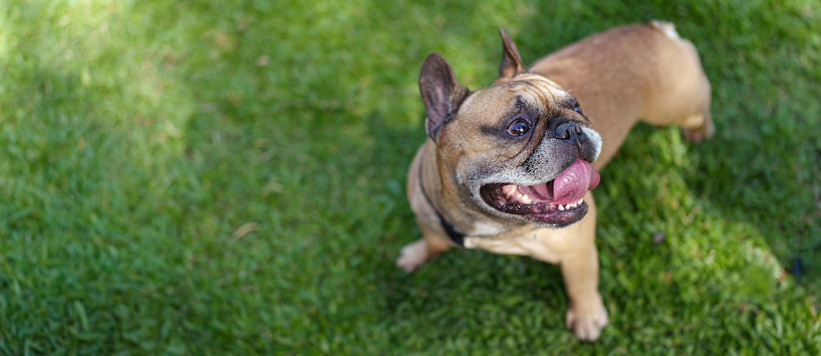 How to Prevent Heat Stroke in Dogs