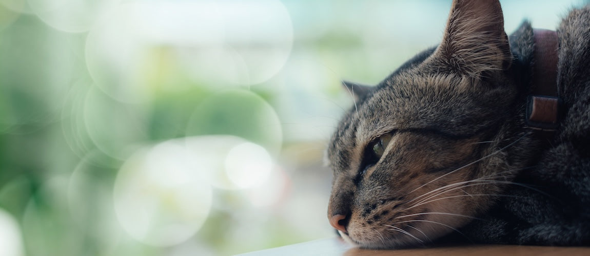 How to Relieve Constipation in Cats