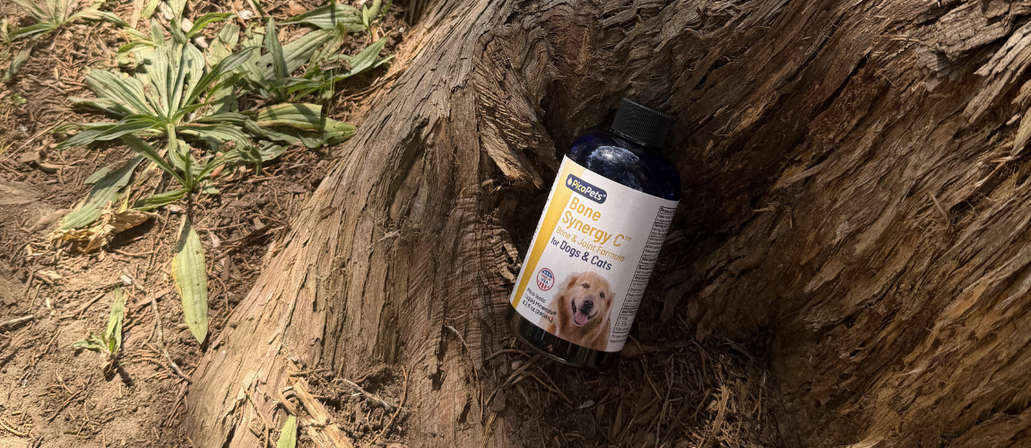 Introducing Our Bone & Joint Supplement for Dogs & Cats - Bone Synergy C