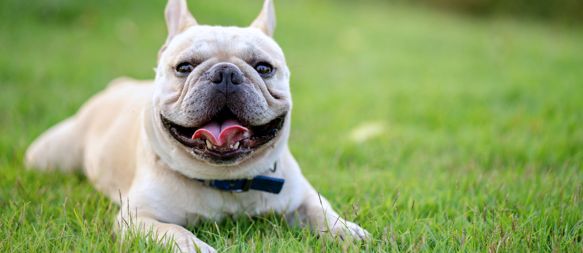 Respiratory Health for Frenchies