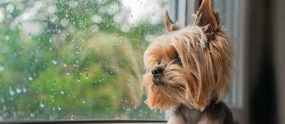 Pet Supplements for Stress