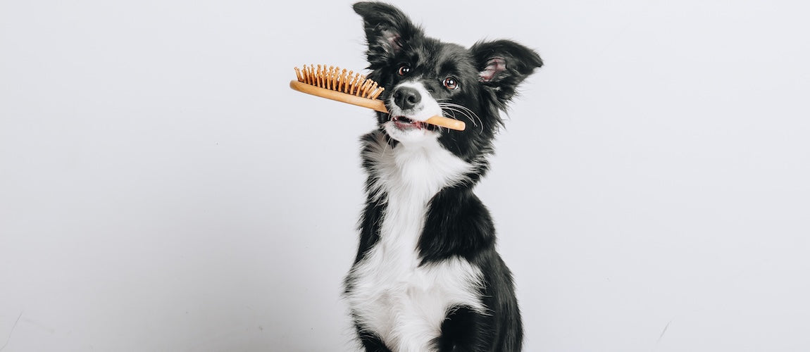 Pet Grooming Tips to Keep Them Looking and Feeling Their Best