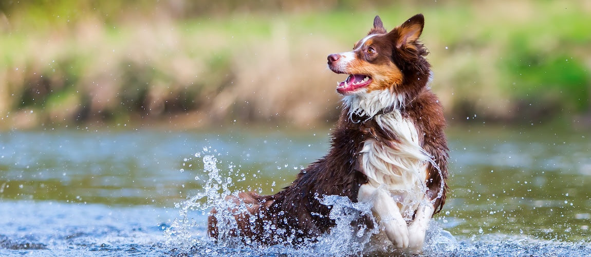Preventative Joint Care for Dogs & Cats