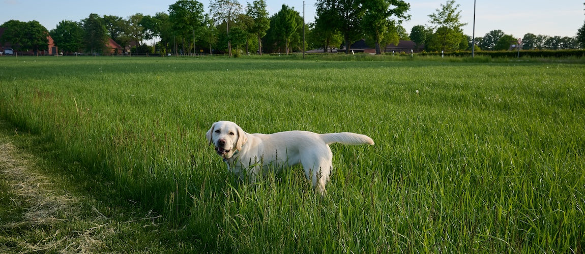 Solutions for Dogs with Sensitive Stomachs