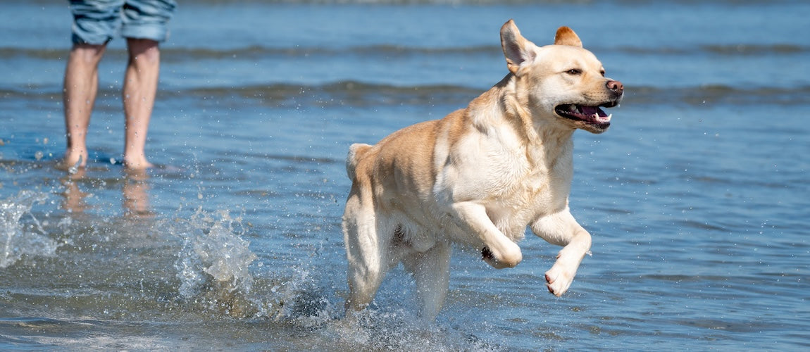 Supplements for Active Pets