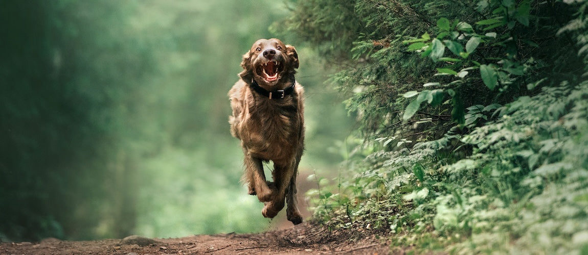 Daily Habits for Long-Term Joint Health for Pets