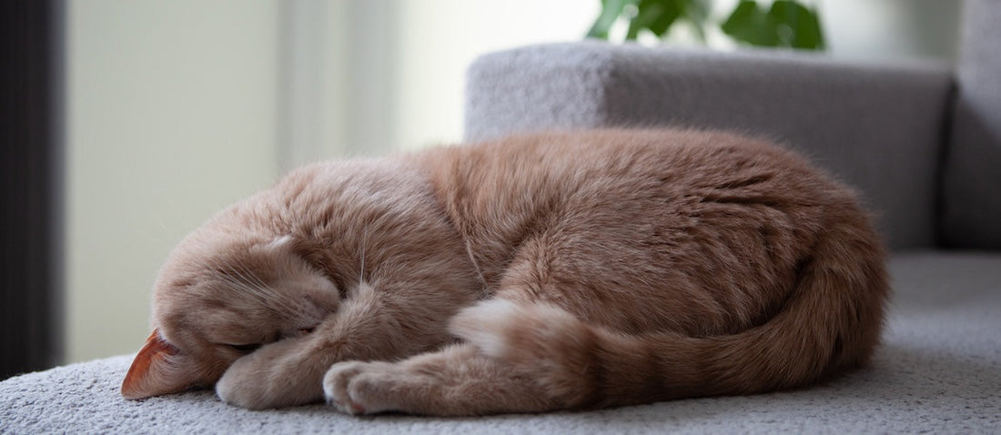 The Hidden Mineral Deficiency That's Making Your Cat Low Energy – PicoPets