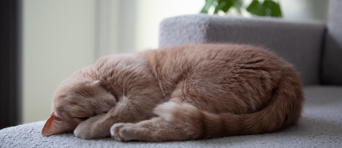 The Hidden Mineral Deficiency That's Making Your Cat Lazy