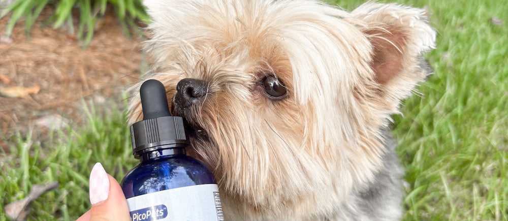The Role of Magnesium in Dogs’ Health – PicoPets