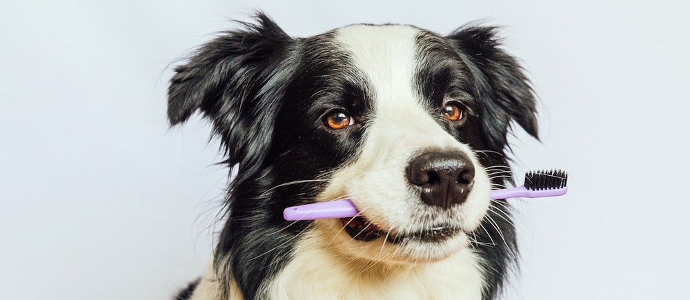 Tips About Pet Dental Health