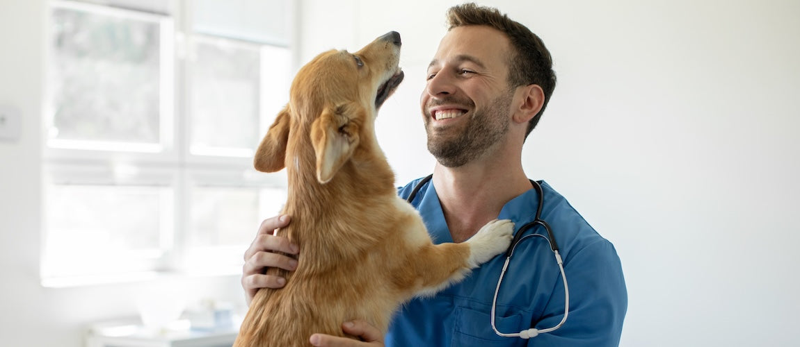 Vet-Approved Dog Essentials Every Pet Owner Needs