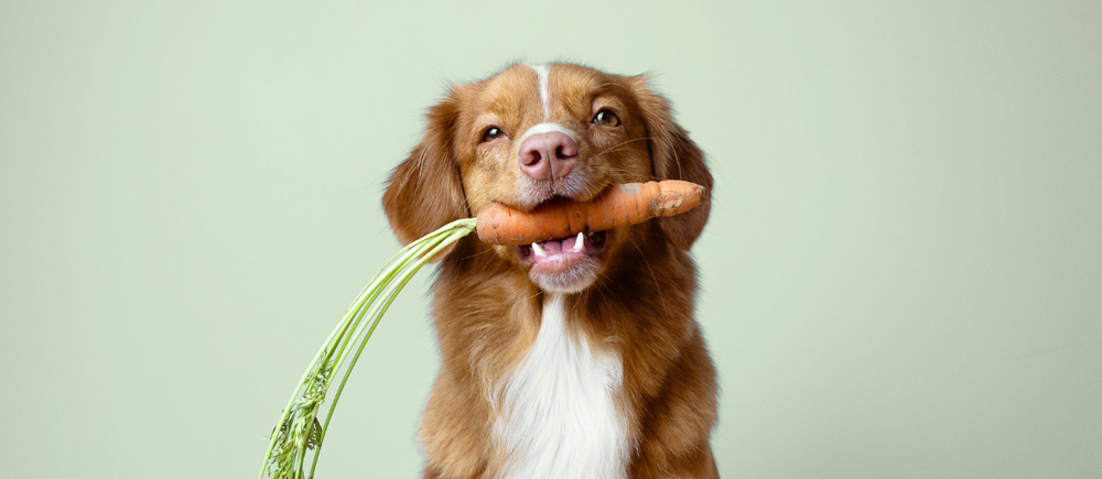 What Human Foods Can Dogs Eat