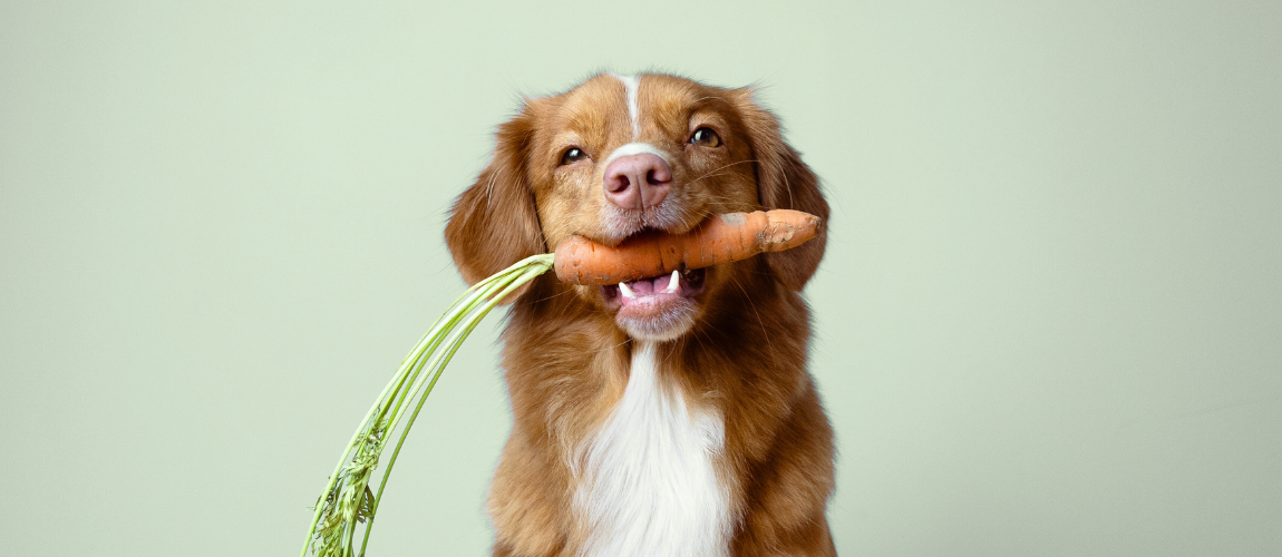 What Human Foods Can Dogs Eat