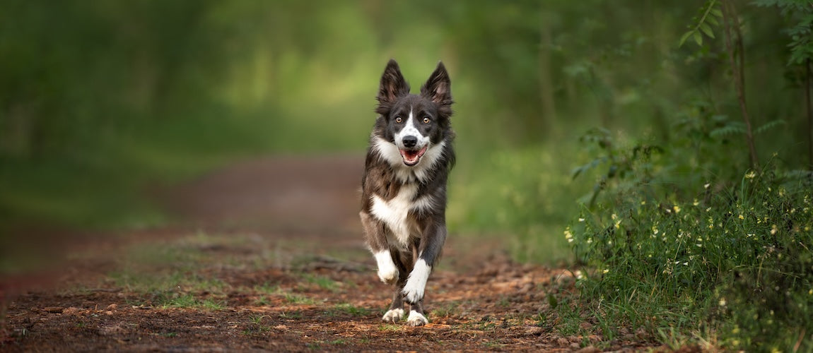 Why Does My Dog Get Muscle Cramps?