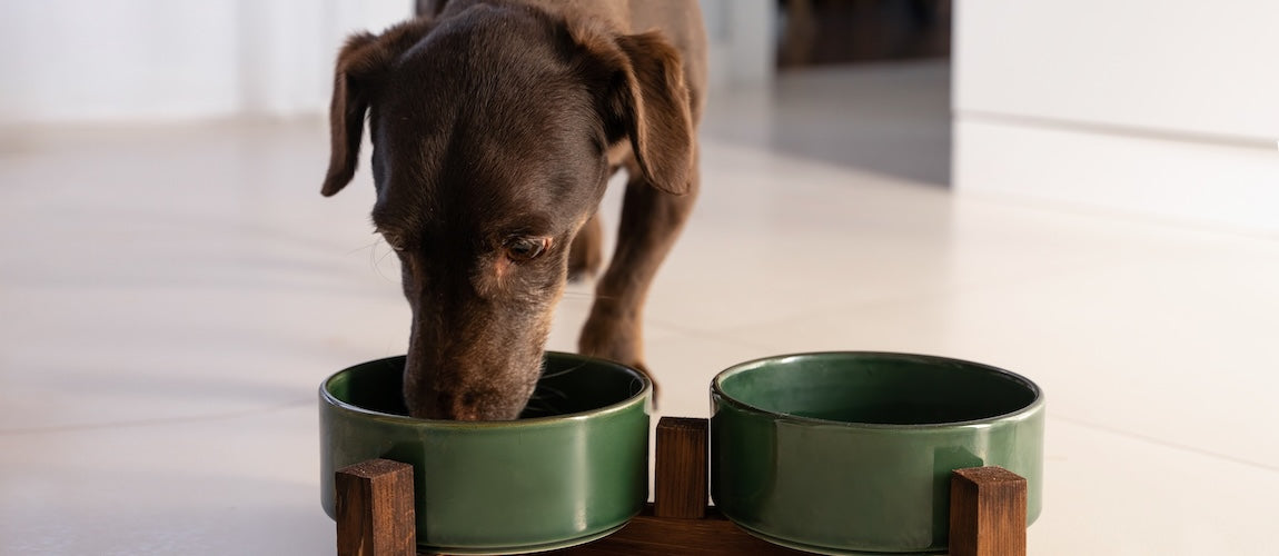 Why Water Alone Isn't Enough for Pets