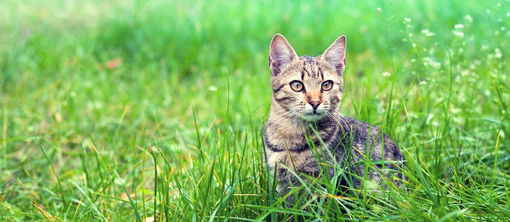 Why Your Pet Needs a Silver Supplement