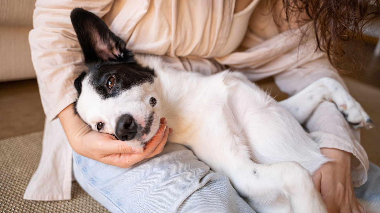 Creating a Calm Space for Your Pet During Busy Times