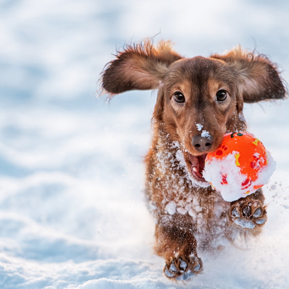 Winter Care for a Healthy, Shiny Pet Coat