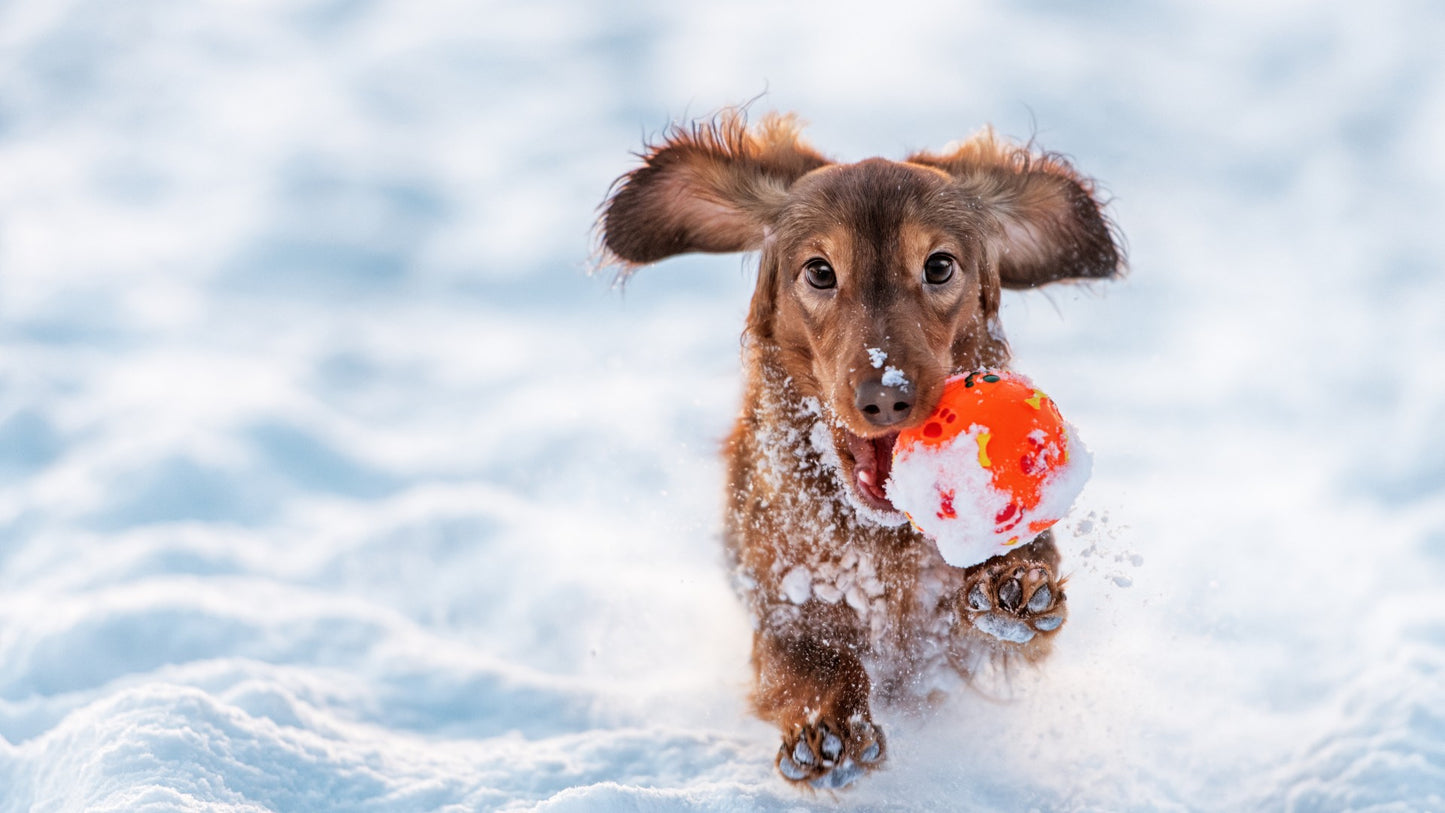 Winter Care for a Healthy, Shiny Pet Coat