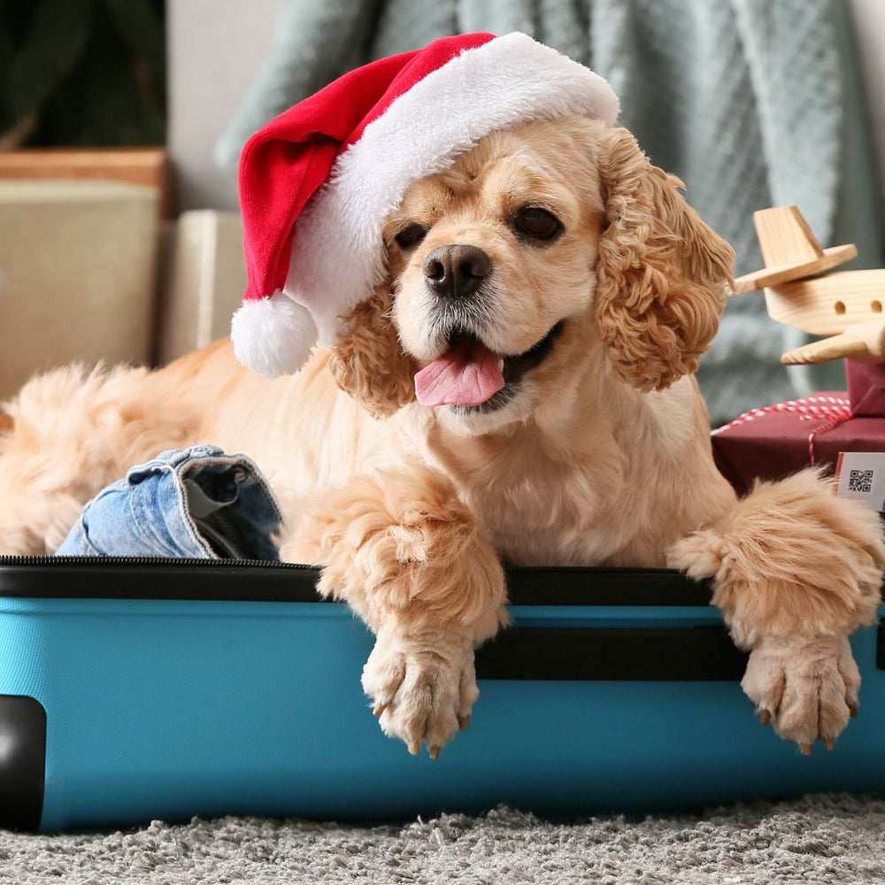 Traveling with Pets: Must-Know Tips for a Stress-Free Journey