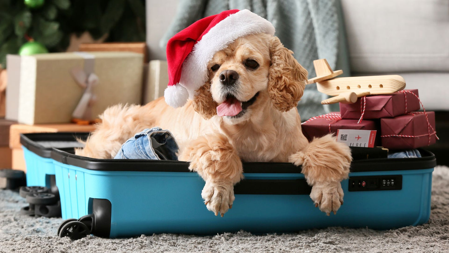 Traveling with Pets: Must-Know Tips for a Stress-Free Journey