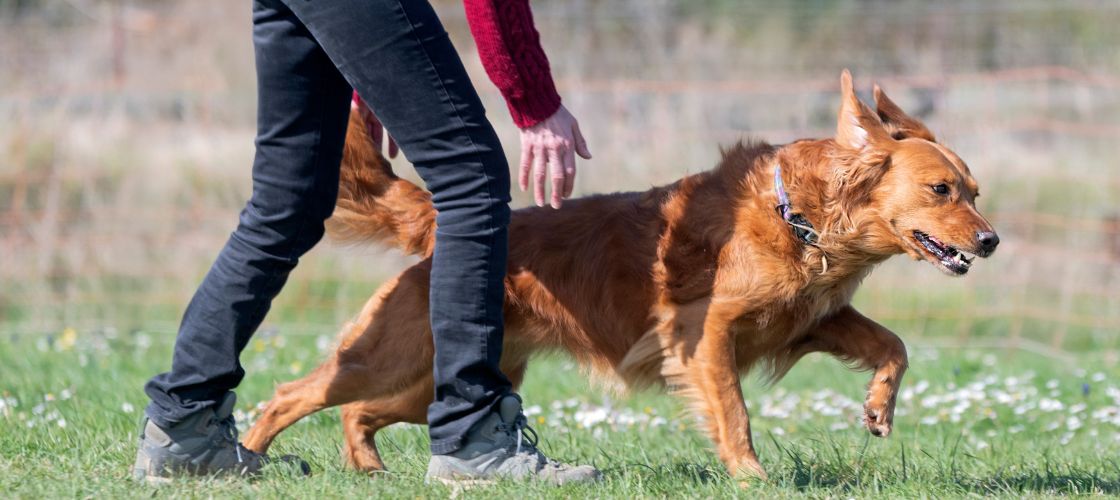Pet Trainer Tips: Wellness Through Movement and Hydration