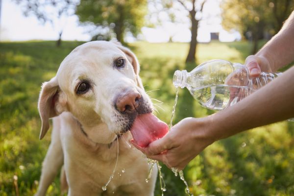 Practical Tips To Keep Pets Hydrated