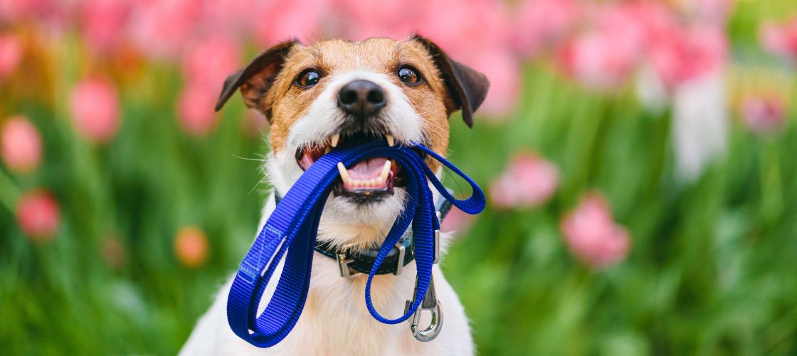 Joint Power: Supplements for Pets on the Move