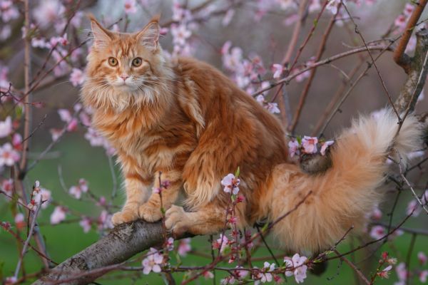 5 Simple Ways to Support Your Pet’s Health This Spring