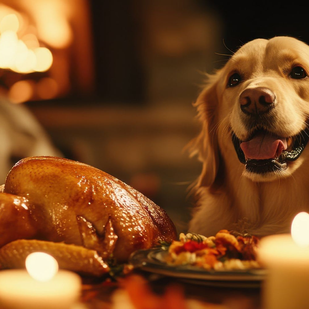 Safe Holiday Foods for Pets: What They Can & Can’t Eat